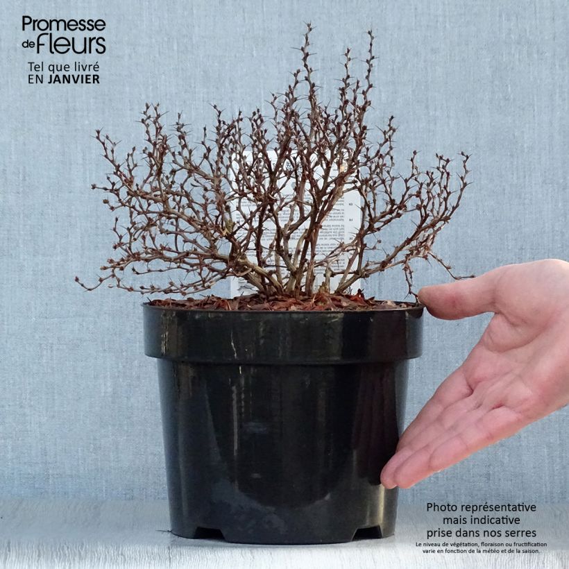 Spécimen de Berberis thunbergii Admiration Pot de 2L/3L tel que livré en hiver
