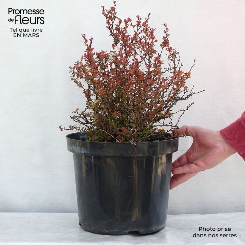 Spécimen de Berberis thunbergii Admiration Pot de 7,5L/10L tel que livré en hiver