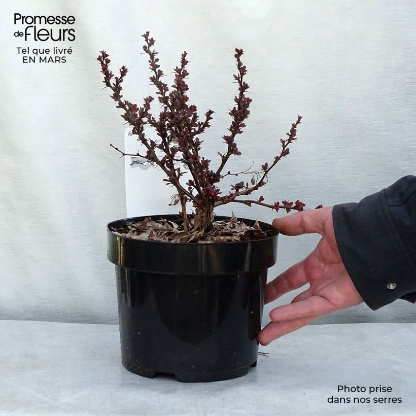 Spécimen de Berberis thunbergii Atropurpurea Nana - Epine-vinette Pot de 2L/3L tel que livré en hiver