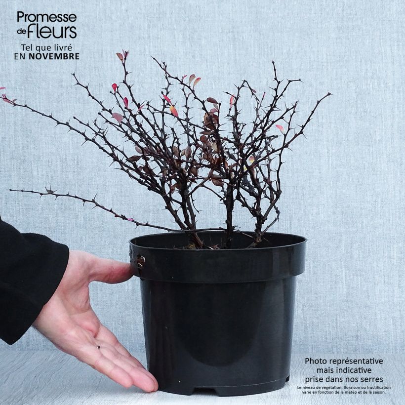 Spécimen de Berberis thunbergii Atropurpurea Nana - Epine-vinette Pot de 2L/3L tel que livré en automne