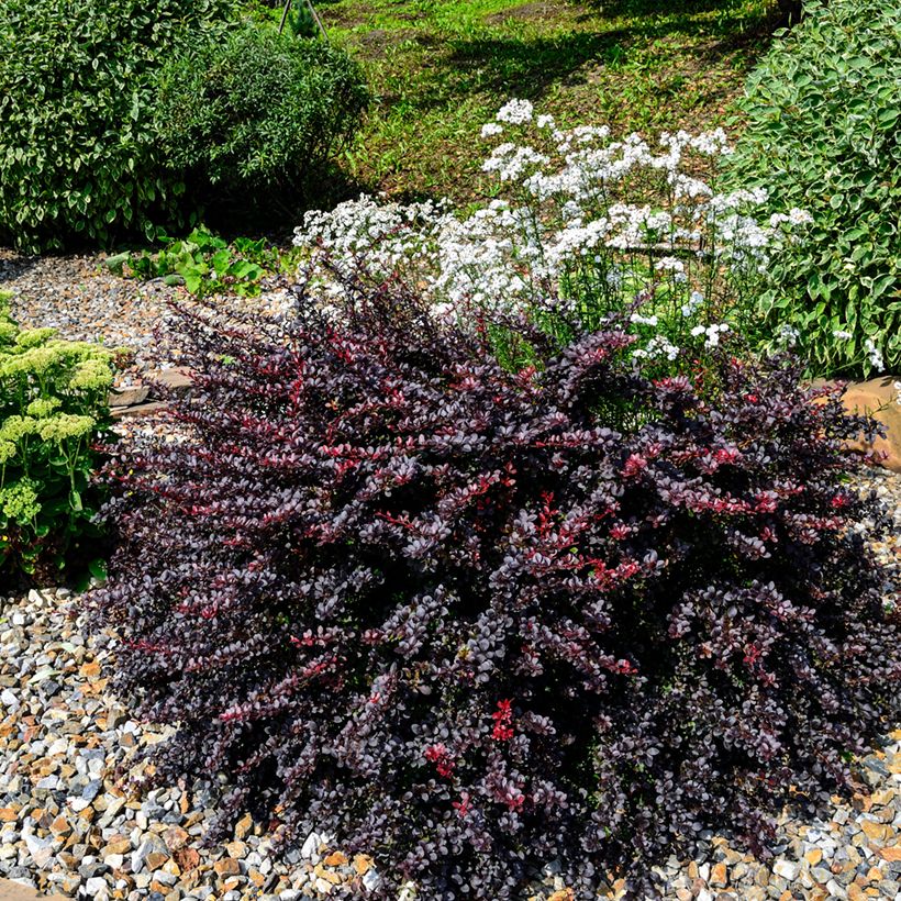 Berberis thunbergii Concorde - Épine-vinette (Port)