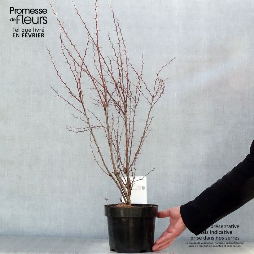 Spécimen de Berberis thunbergii - Epine-vinette de Thunberg  Pot de 2L/3L tel que livré en hiver