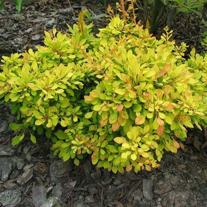 Berberis thunbergii Golden Carpet (Folhagem)