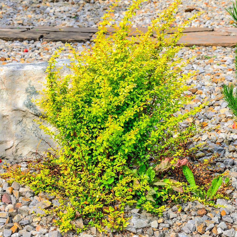 Berberis thunbergii Golden Rocket - Epine-vinette (Port)
