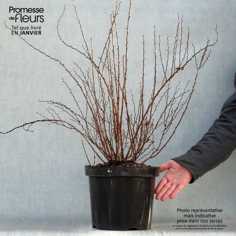 Spécimen de Berberis thunbergii Golden Rocket - Epine-vinette  Pot de 7,5L/10L tel que livré en hiver