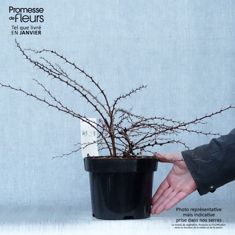 Spécimen de Berberis thunbergii Green Carpet - Epine-vinette Pot de 3L/4L tel que livré en hiver