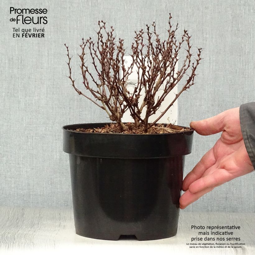 Spécimen de Berberis thunbergii Inspiration - Épine-vinette Pot de 2L/3L tel que livré en hiver