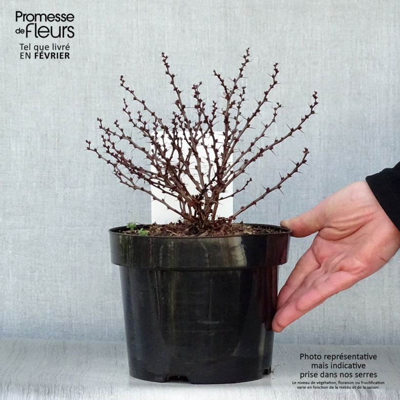 Spécimen de Berberis thunbergii Kobold - Épine-vinette naine Pot de 2L/3L tel que livré en hiver