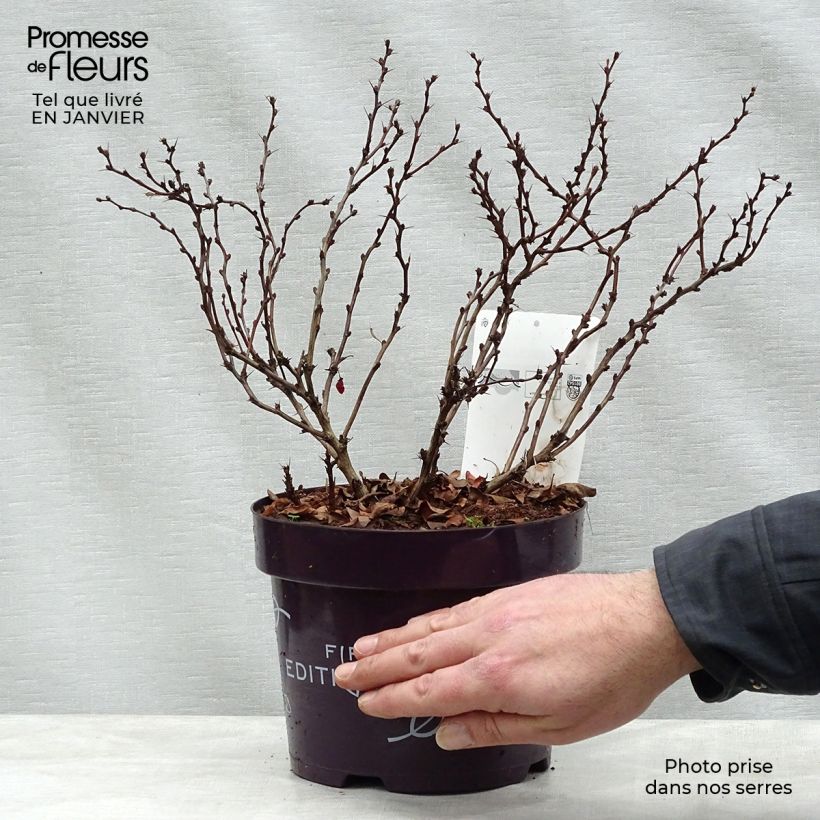 Spécimen de Berberis thunbergii Limoncello - Epine-vinette Pot de 3L/4L tel que livré en hiver