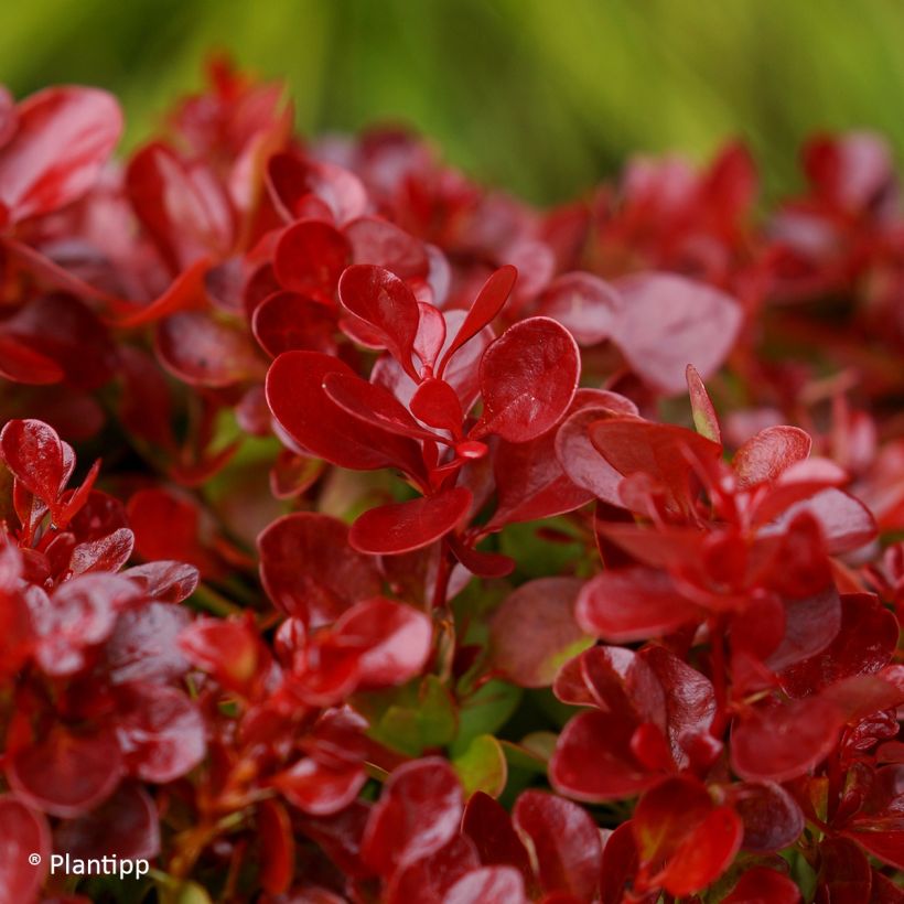 Berberis thunbergii Lutin Rouge - Epine-vinette naine (Feuillage)