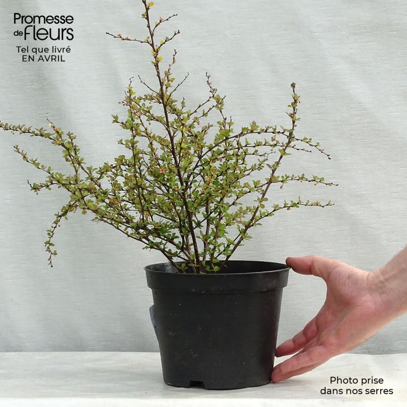 Spécimen de Berberis thunbergii Natasza Pot de 2L/3L tel que livré au printemps