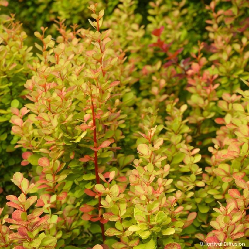 Berberis thunbergii Orange Torch - Epine-vinette (Feuillage)