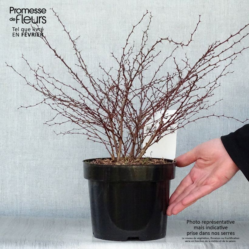 Spécimen de Berberis thunbergii Orange Dream Pot de 2L/3L tel que livré en hiver