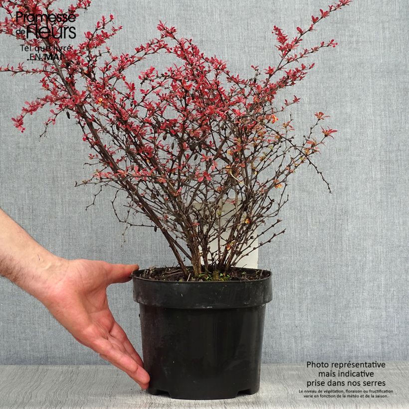 Spécimen de Berberis thunbergii Orange Dream Pot de 2L/3L tel que livré au printemps