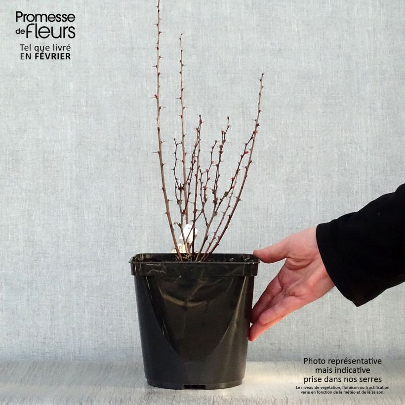 Spécimen de Berberis thunbergii Orange Rocket - Epine-vinette Pot de 3L/4L tel que livré en hiver