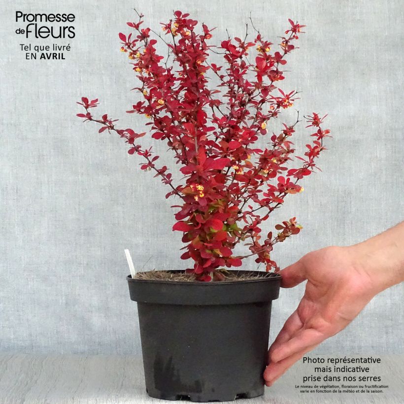 Spécimen de Berberis thunbergii Orange Rocket - Epine-vinette Pot de 3L/4L tel que livré au printemps