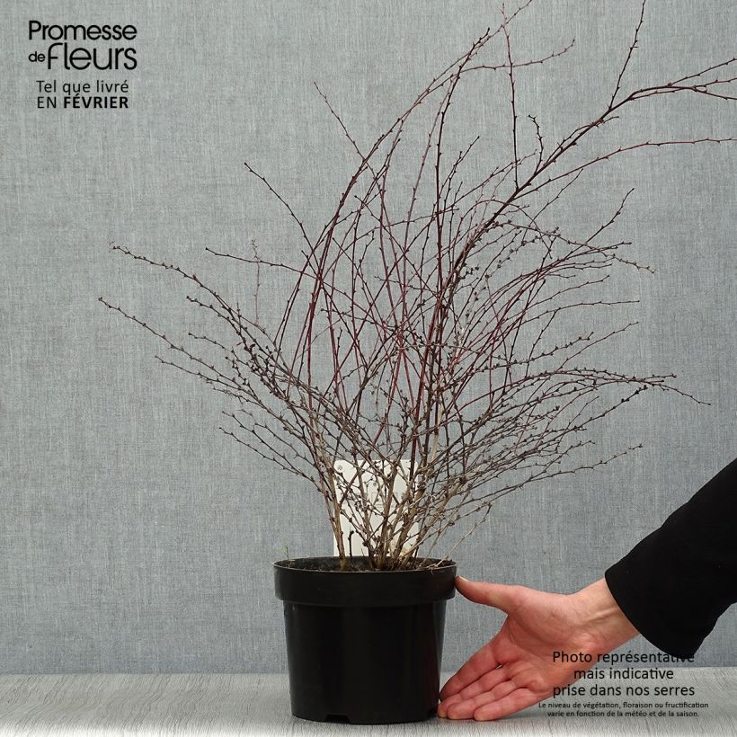 Spécimen de Berberis thunbergii Red Dream - Epine-vinette Pot de 3L/4L tel que livré en hiver