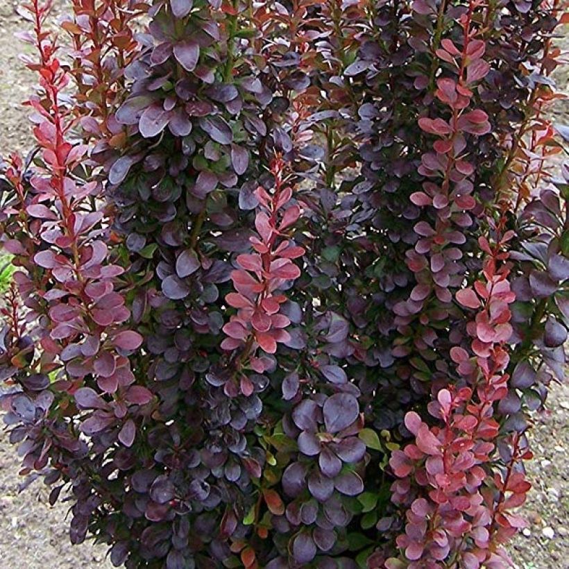 Berberis thunbergii Red Rocket (Folhagem)