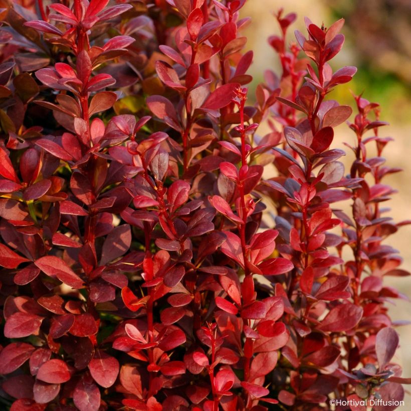 Berberis thunbergii Red Torch - Epine-vinette (Feuillage)