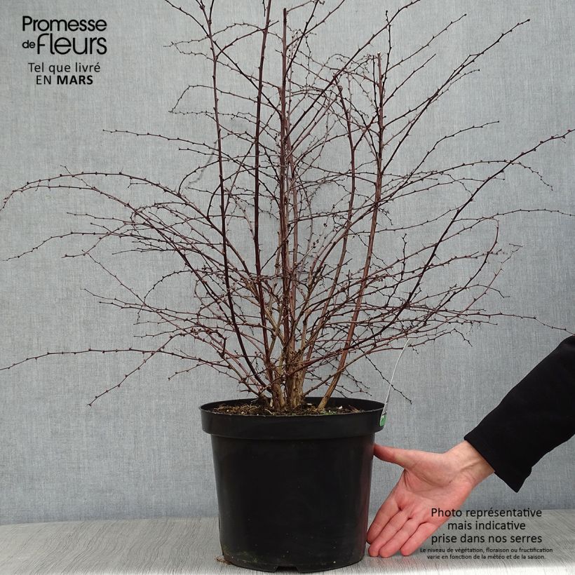 Spécimen de Berberis thunbergii Rosy Glow Pot de 7,5L/10L tel que livré en hiver