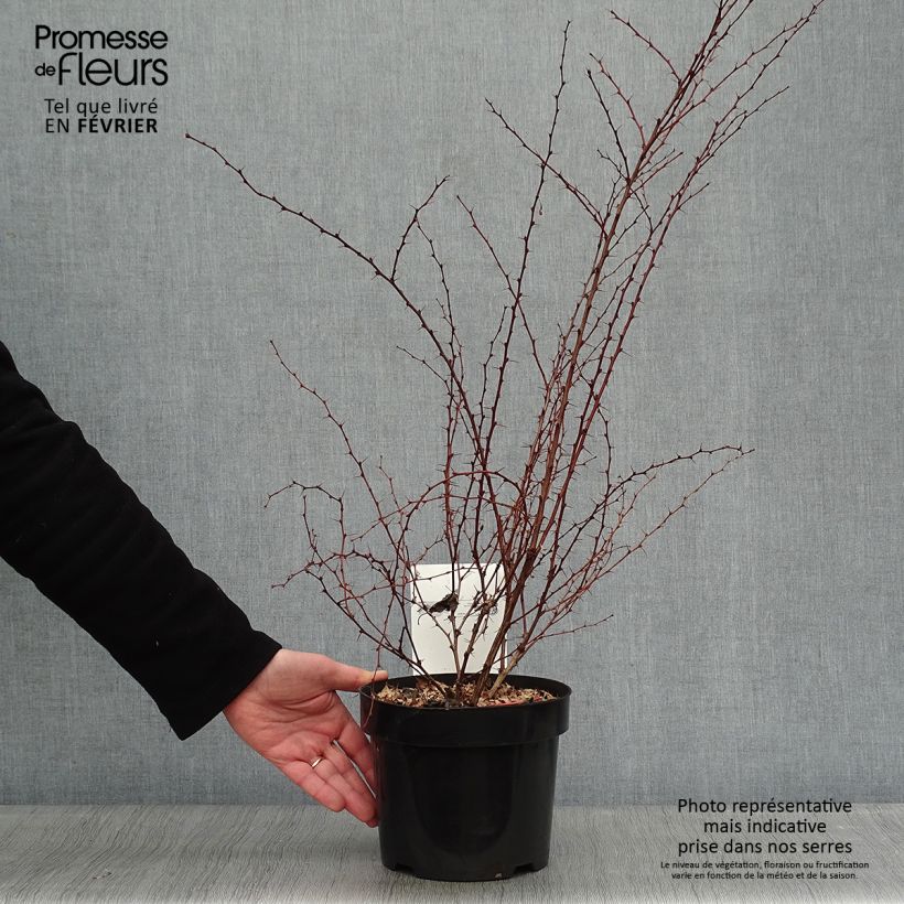 Spécimen de Berberis thunbergii Rosy Glow Pot de 2L/3L tel que livré en hiver