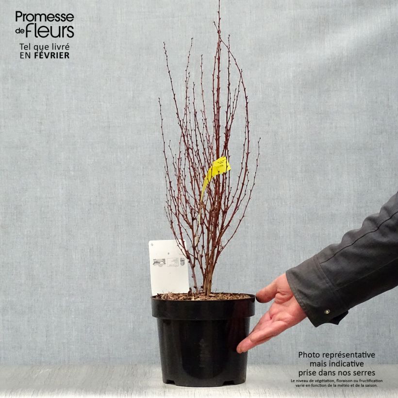 Spécimen de Berberis thunbergii Rosy Rocket Pot de 2L/3L tel que livré en hiver