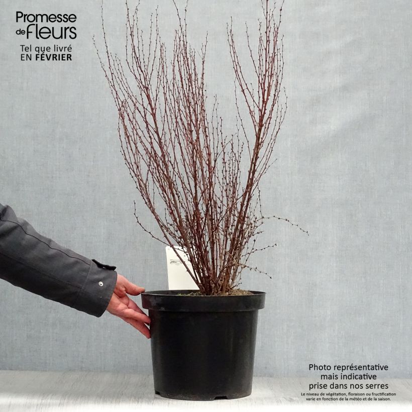 Spécimen de Berberis thunbergii Rosy Rocket Pot de 7,5L/10L tel que livré en hiver