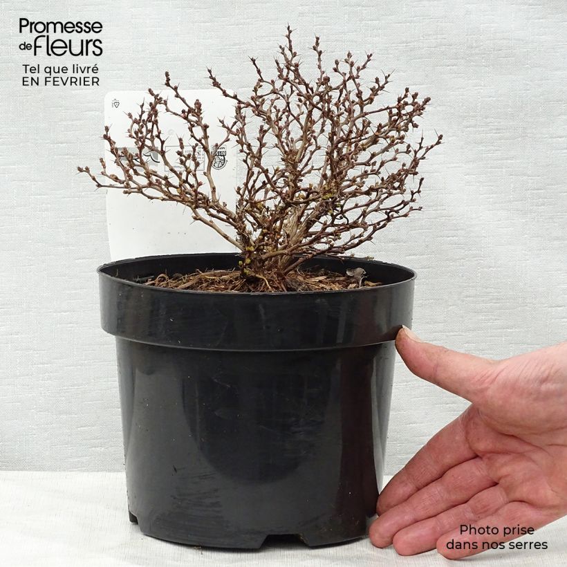 Spécimen de Berberis thunbergii Tiny Gold - Epine vinette Pot de 2L/3L tel que livré en hiver