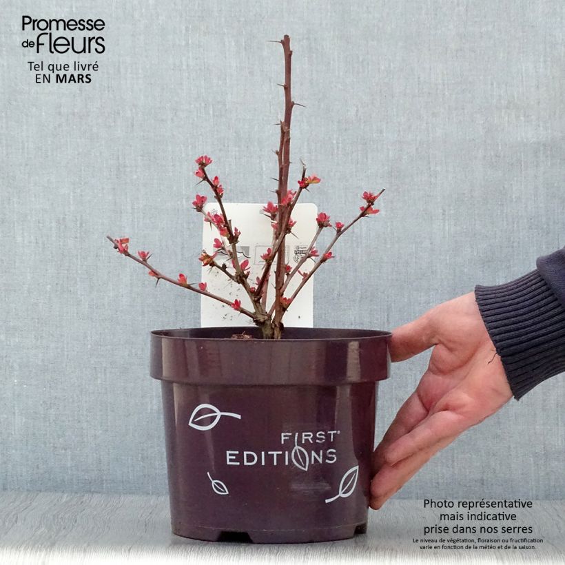 Spécimen de Berberis thunbergii Toscana Pot de 2L/3L tel que livré au printemps