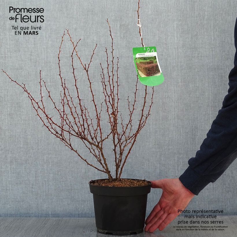 Spécimen de Berberis thunbergii Atropurpurea - Epine-vinette Pot de 2L/3L tel que livré en hiver