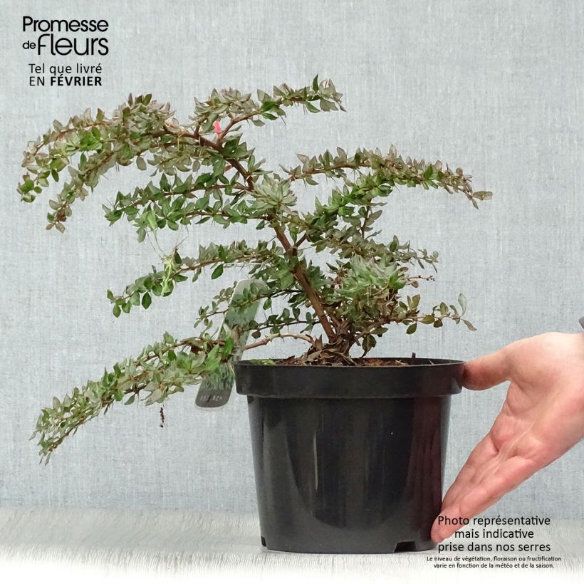 Spécimen de Berberis verrucosa - Épine vinette verruqueuse Pot de 2L/3L tel que livré en hiver