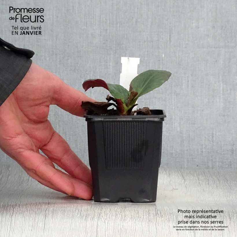 Spécimen de Bergenia Bartok - Plante des savetiers Godet de 8/9 cm tel que livré en hiver