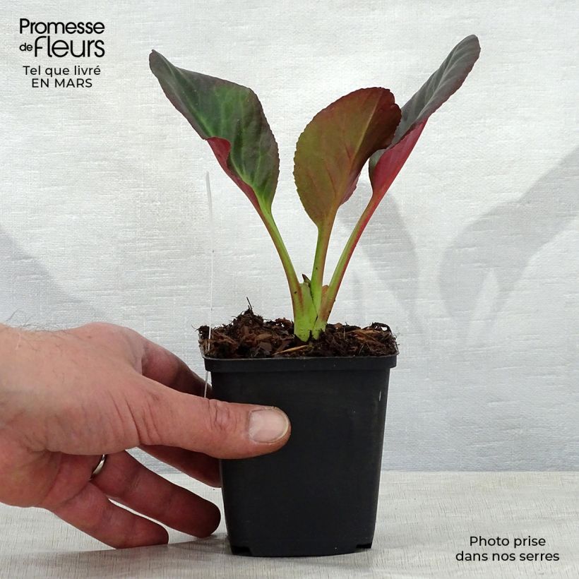 Spécimen de Bergenia Bartok - Plante des savetiers Godet de 8/9 cm tel que livré au printemps