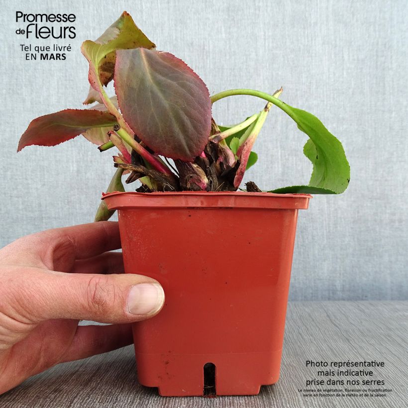 Spécimen de Bergenia Bressingham White Pot de 1,5L/2L tel que livré en hiver