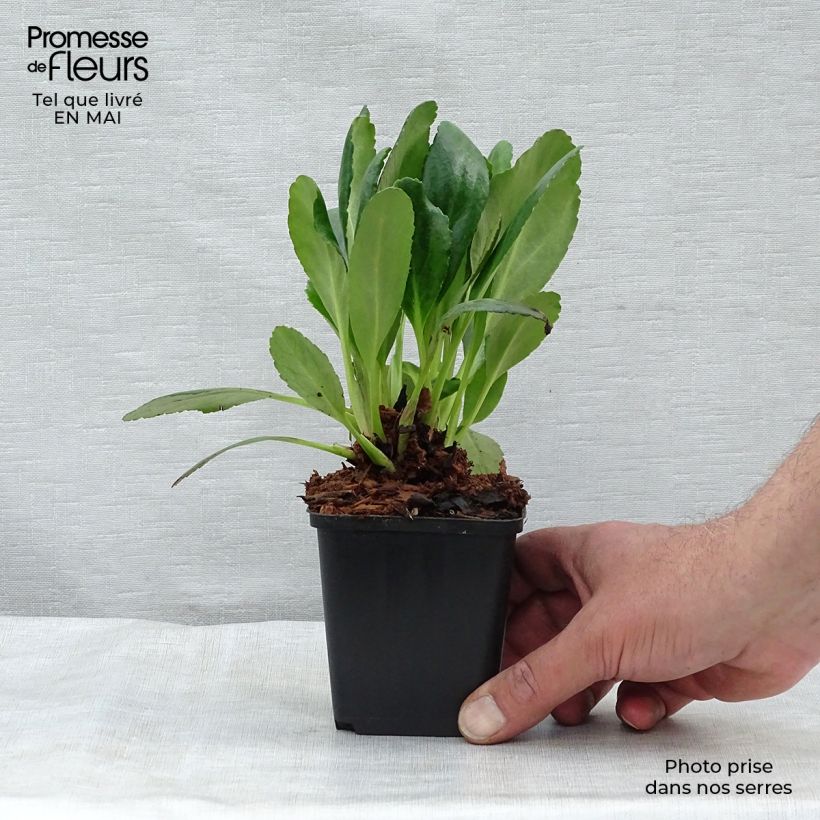 Spécimen de Bergenia Dragonfly Angel Kiss Godet de 8/9 cm tel que livré au printemps