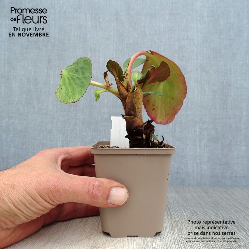 Spécimen de Bergenia Dragonfly Sakura - Plante des savetiers Godet de 8/9 cm tel que livré en automne