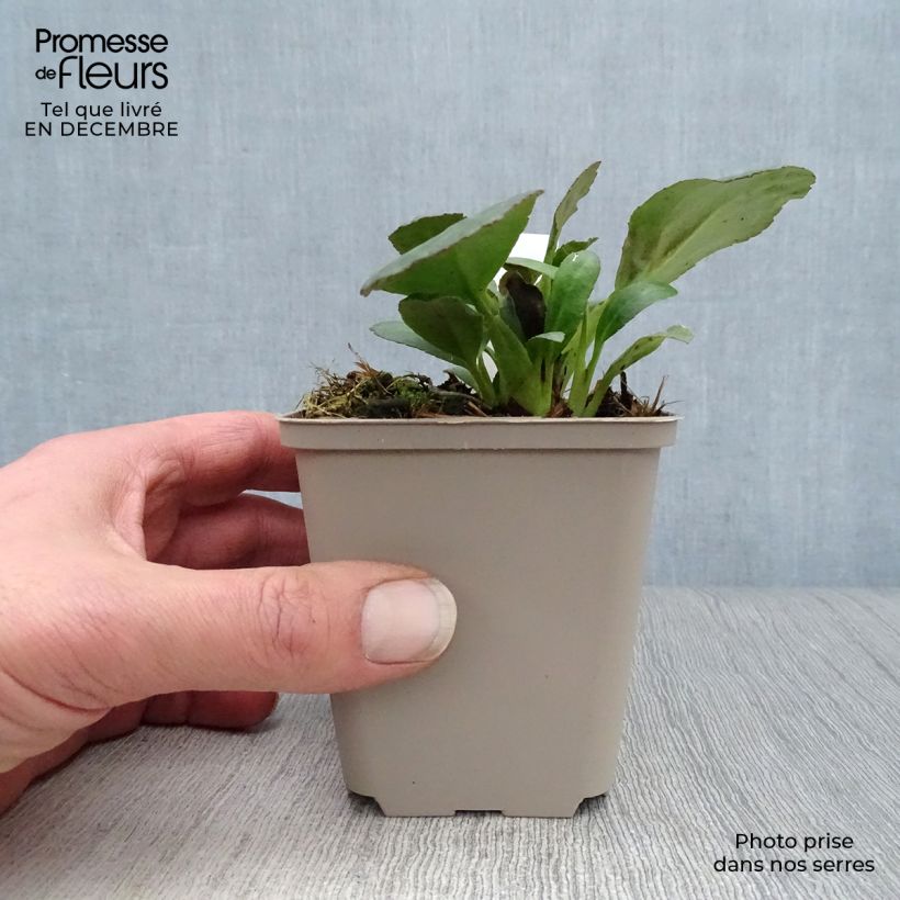 Spécimen de Bergenia Dragonfly Sakura - Plante des savetiers Godet de 8/9 cm tel que livré en hiver