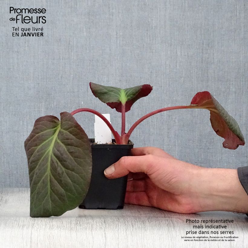 Spécimen de Bergenia Eden's Magic Giant - Plante des savetiers Godet de 8/9 cm tel que livré en hiver
