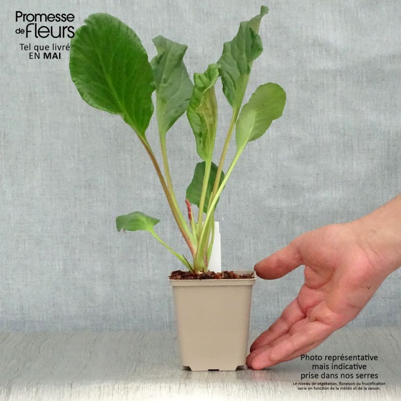 Spécimen de Bergenia Eden's Magic Giant - Plante des savetiers Godet de 8/9 cm tel que livré au printemps