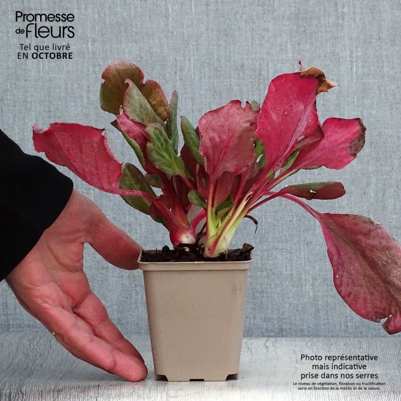 Spécimen de Bergenia Eden's Magic Giant - Plante des savetiers Godet de 8/9 cm tel que livré en automne