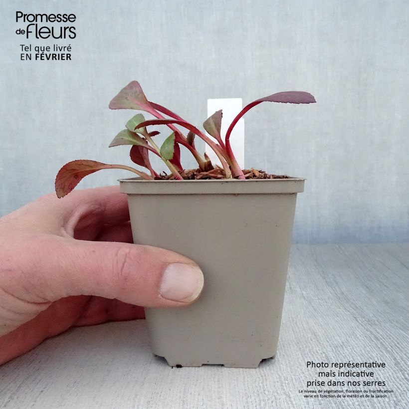 Spécimen de Bergenia Flirt - Plante des savetiers Godet de 8/9 cm tel que livré en hiver