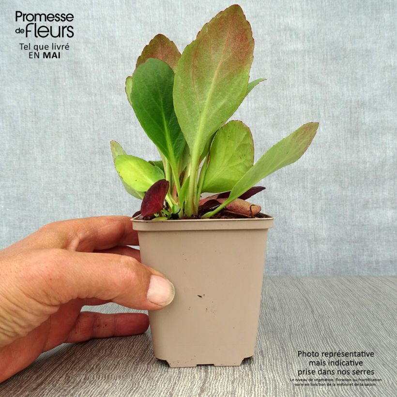 Spécimen de Bergenia Flirt - Plante des savetiers Godet de 8/9 cm tel que livré au printemps