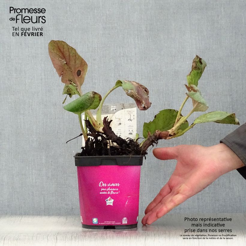Spécimen de Bergenia hybride Abendglut Pot de 2L/3L tel que livré en hiver