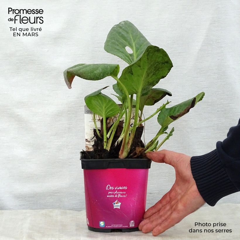 Spécimen de Bergenia hybride Abendglut Pot de 2L/3L tel que livré au printemps