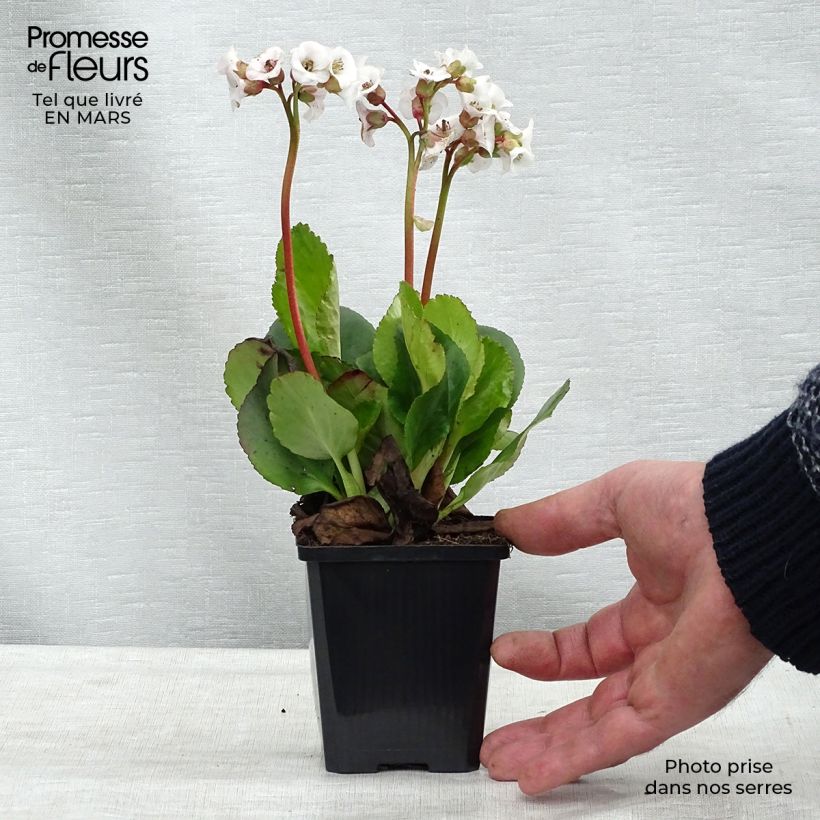 Spécimen de Bergenia Jelle - Plante des savetiers Godet de 8/9 cm tel que livré en hiver