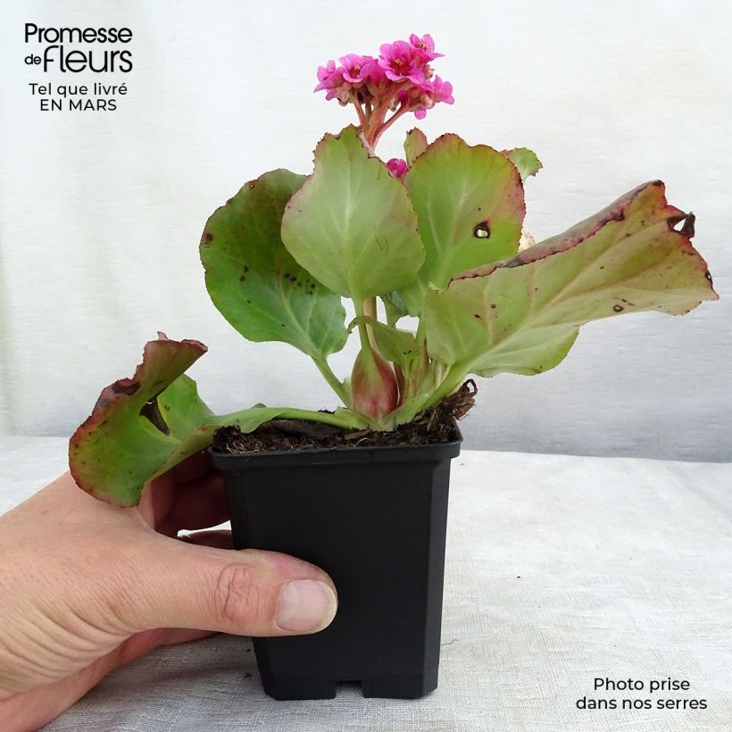 Spécimen de Bergenia Morgenrote - Plante des savetiers Godet de 8/9 cm tel que livré en hiver