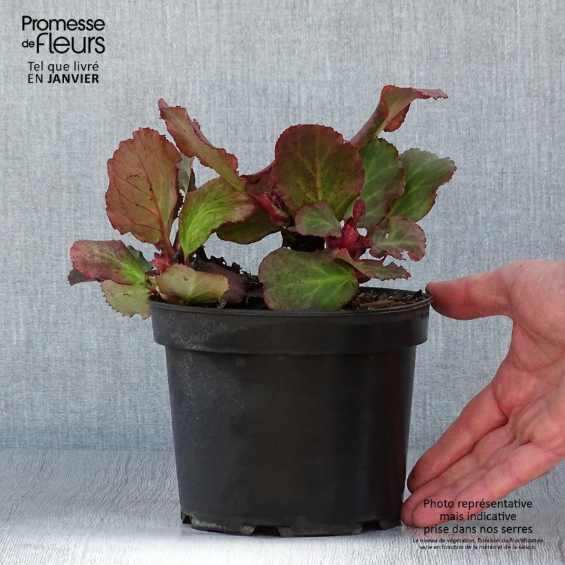 Spécimen de Bergenia Morgenrote - Plante des savetiers Pot de 2L/3L tel que livré en hiver