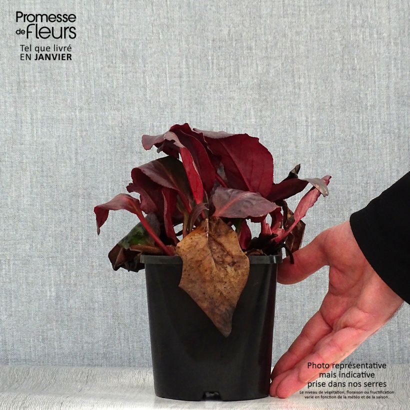 Spécimen de Bergenia Ouvertüre Pot de 1,5L/2L tel que livré en hiver
