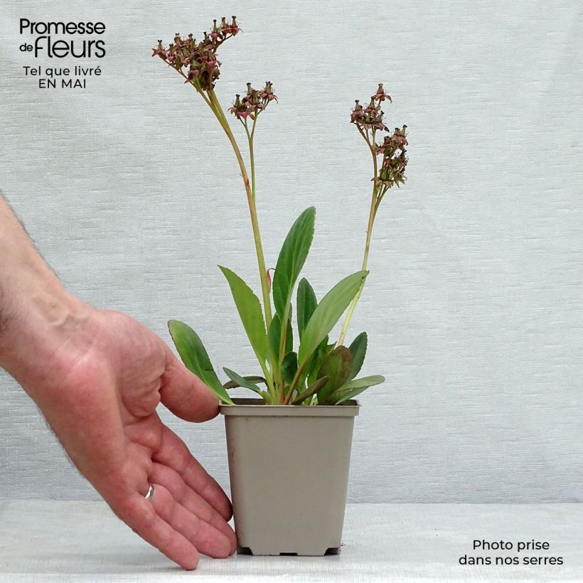 Spécimen de Bergénia Pink Dragonfly Godet de 8/9 cm tel que livré au printemps