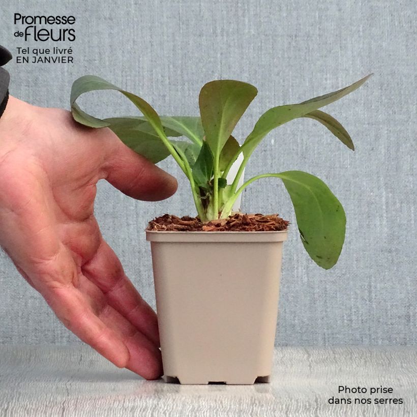 Spécimen de Bergénia Pink Dragonfly Godet de 8/9 cm tel que livré en hiver